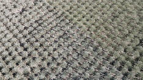 Large-palm-tree-nursery-in-Coachella,-California-with-drone-video-wide-and-tilting-up