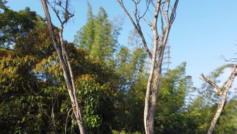 Between-large-trees-on-a-sunny-day-in-Rio-Negroin-Colombia