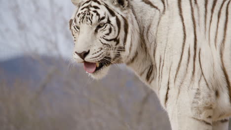 Weißer-Tiger,-Filmische-Nahaufnahme