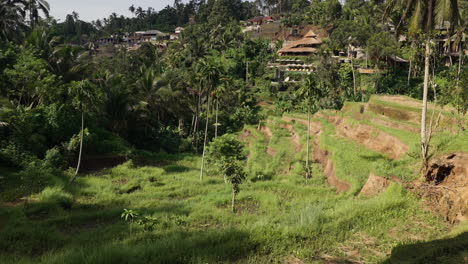 Terrassenfelder-Und-Dorf-Im-Hintergrund,-Tegalalang,-Bali-In-Indonesien