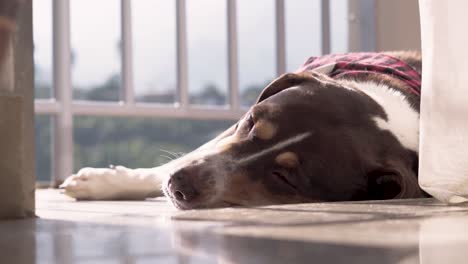 Hermoso-Y-Exótico-Perro-Descansando-Y-Tomando-El-Sol-Mientras-Parpadea