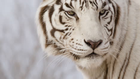 Nahaufnahme-Eines-Tigers,-Der-Die-Lippen-Leckt,-Zeitlupen-Naturdokumentation