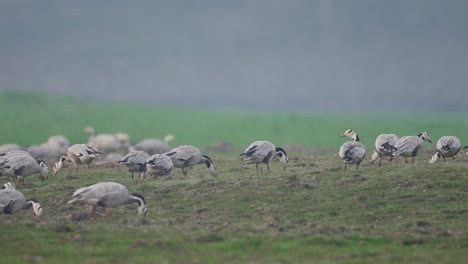 Flock-of-bar-headed-Goose-in-Wheat-Fields