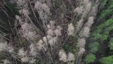 Luftaufnahme-Von-Großen-Schäden-Durch-Sturm-In-Einem-Wald-In-Schottland