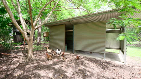 Pullback-from-chicken-shed-or-coop-outside-on-concrete-block-shaded-by-young-tree