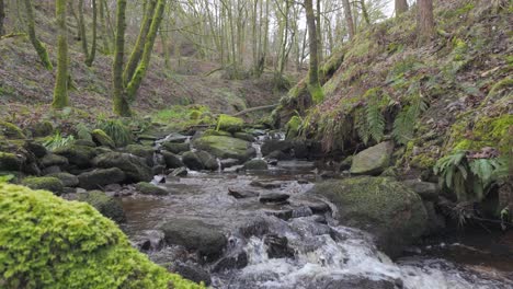 Small,-slow-moving-woodland-stream,-flowing-slowly-through-the-forest-trees