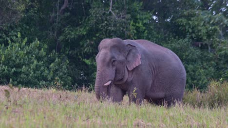 Seinen-Rüssel-In-Den-Mund-Stecken-Und-Etwas-Essen,-Während-Er-Nach-Links-Blickt,-Indischer-Elefant-Elephas-Maximus-Indicus,-Thailand