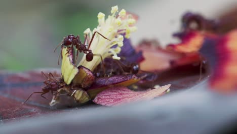 Red-ant-colony-harvesting-food-from-a-red-hibiscus-fallen-pistil