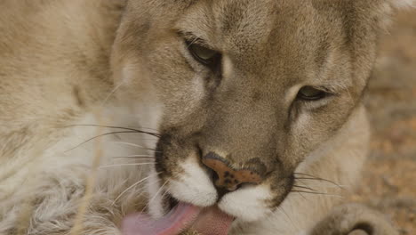 Close-up-of-a-mountain-lioness-licking-her-paws-and-looking-up