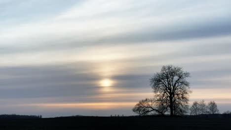 View-of-green-farmland-and-bare-tree-branch-silhouette,-sun-behind-cloud