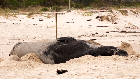 La-Muda-De-Elefantes-Marinos-Del-Sur-Duerme-Sobre-Su-Costado-En-La-Playa-De-Arena-De-Onrus,-Overstrand