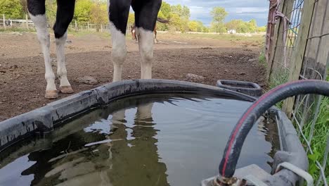 Amerikanisches-Paint-Horse,-Trinkt-Wasser-Aus-Einem-Trog,-Mittlere-Aufnahme