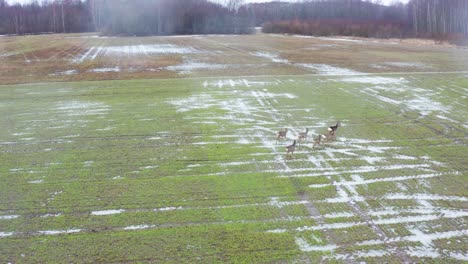 Luftaufnahme-Einer-Rehherde-Auf-Einem-Grünen-Acker-Mit-Wasserpfütze