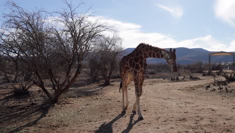 Giraffe-Zu-Fuß-Zeitlupe-Weitblick-Aus-Fahrendem-Fahrzeug-Trockenes-Afrikanisches-Safarireservat