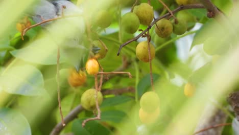 Blue-Gray-Tanger-hanging-from-tree-branch-eating-berries-in-Colombian-woodland-forest,-South-America
