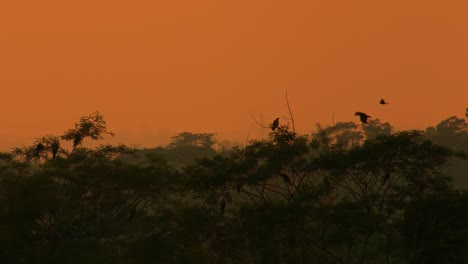 Eagle-resting-on-silhouette-tropical-rainforest-layered-woodland-under-burning-orange-sunset-skyline