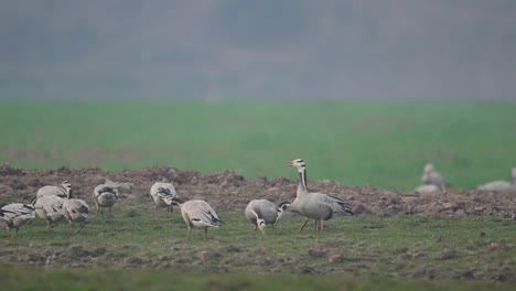 Bar-Headed-goose-fighting-in-Wheat-Fields