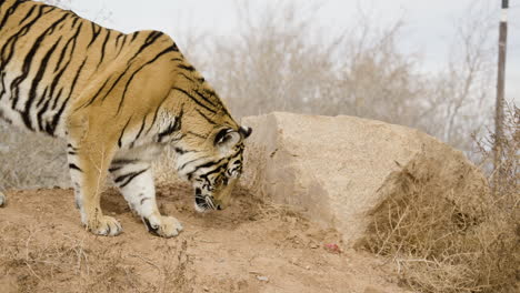 Hunting-tiger-close-up-in-wild