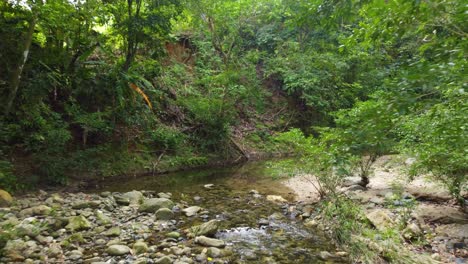 Lush-green-forest-with-a-rocky-stream,-daylight,-serene-natural-scenery