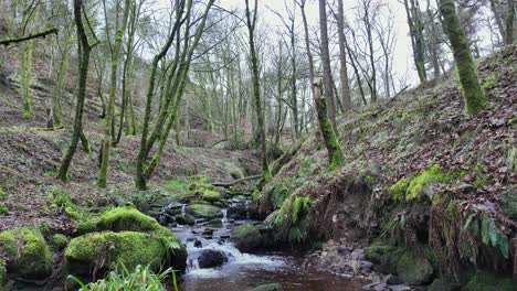 Small,-slow-moving-woodland-stream,-flowing-slowly-through-the-forest-trees