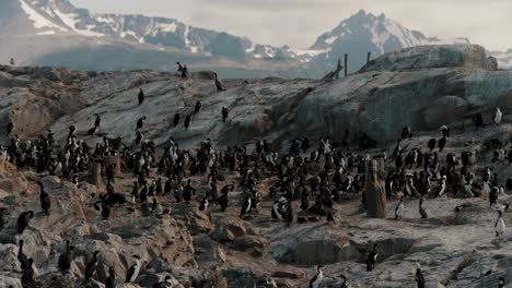 Cormorants-Colony-Resting-On-Rocky-Island,-Beagle-Channel,-Ushuaia,-Tierra-del-Fuego,-Argentina---Panning-Shot