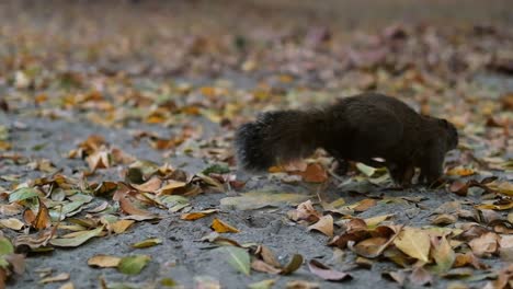 Cámara-Lenta-De-4k-Para-Cerrar-Ardilla-En-El-Parque-Con-Hojas-En-La-Temporada-De-Otoño-En-Cámara-Lenta