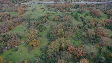 Vuelo-Lateral-Con-Un-Dron-En-Un-Campo-Con-Una-Variedad-De-árboles-En-Otoño-Con-Su-Diversidad-De-Colores-Amarillos,-Rojos,-Marrones-Sobre-Un-Terreno-Verde-Y-Una-Carretera-Con-Coches-Circulando-En-ávila-España