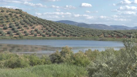 Natürliche-Lagune,-Umgeben-Von-Olivenbäumen