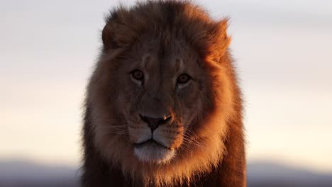 lion-in-the-morning-sun-looks-right-at-you-slomo