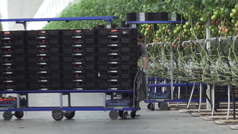 Hombre-Empujando-Un-Carrito-Lleno-De-Tomates