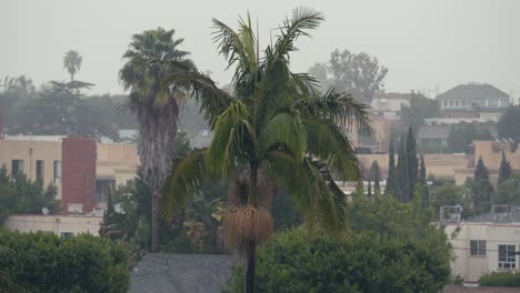 Rainy-Day-in-California-USA,-Palm-Tree-and-City-Residential-Buildings,-Detail