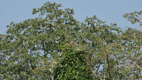 Visto-Encima-De-Un-árbol-Más-Bajo-En-El-Medio-Luchando-Contra-El-Viento,-Buitre-De-Alas-Rufas-Butastur-Liventer,-Tailandia