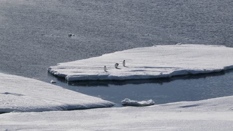 Three-penguins-on-an-ice-floe-in-Antarctica