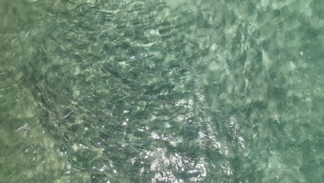 Luftaufnahme-Von-Zenit,-Herauszoomen,-Gruppe-Von-Grätenfischen-Schwimmt-Unter-Wasser-In-Der-Karibik