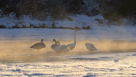 Singschwäne-Durch-Den-Dampf-Eines-Flusses-Betrachtet,-Der-An-Einem-Kalten-Abend-In-Norwegen-Verdunstet