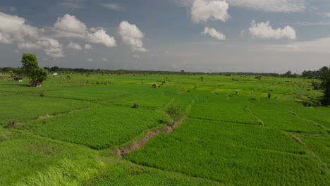 Green-rice-cultivated-fields-on-windy-day