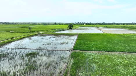 Üppige-Grüne-Reisfelder-In-Sindh-Golarchi-An-Einem-Schönen-Sonnigen-Tag-Mit-Einigen-Wolken