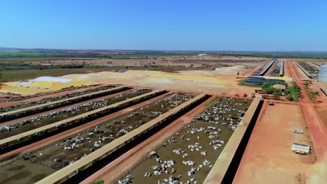 Cattle-Feed-Lots,-Angled-Aerial-Drone-View,-White-Nelore-cattle-in-Feedlot