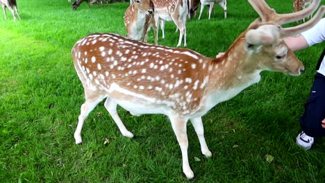 Fallow-deer-being-pet-and-fed-by-tourist-in-Phoenix-Park,-Dublin,-Ireland