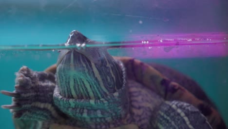 Underwater-view-of-a-pond-slider-turtle-swimming,-with-a-vibrant-pink-light-reflecting-in-water