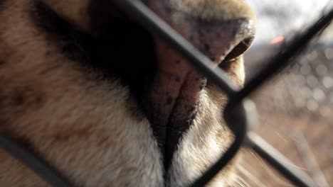 lion-nose-macro-through-wildlife-reserve-fence-slomo