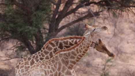 Close-Up-of-Two-Giraffe-Males-Trying-to-Hit-Each-Other's-Necks,-Kgalagadi