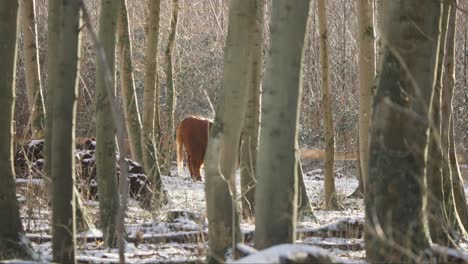 Vaca-De-Las-Tierras-Altas-Escondida-Detrás-De-Los-árboles-En-El-Frío-Bosque-Invernal,-Exhalando-Vapor