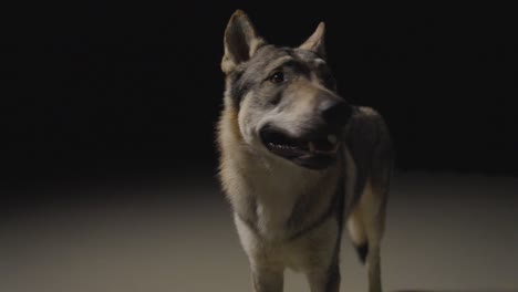 Wolfhound-in-dark-Studio-Environment