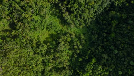 Aerial-drone-fly-top-down-above-green-lush-tropical-jungle-forest-vegetation-leaves-full-mother-earth-Unpolluted-environment