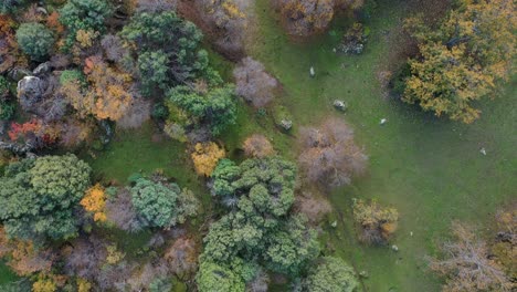 Vuelo-De-Drones-Con-La-Cámara-Sobre-Un-Bosque-En-Otoño-Por-La-Tarde-Viendo-Una-Gran-Variedad-De-árboles-Con-Sus-Colores-Espectaculares-Con-Un-Suelo-Verde-Y-Piedras-De-Granito-Blanco-En-Ávila,-España