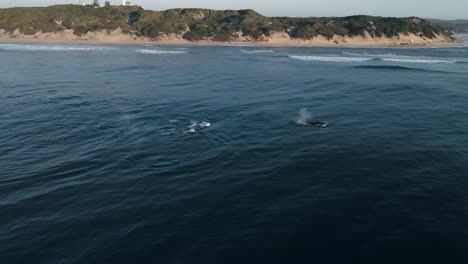 Aerial-shot-of-a-pod-of-humpback-whales-migrating-off-the-coast-of-Mozambique