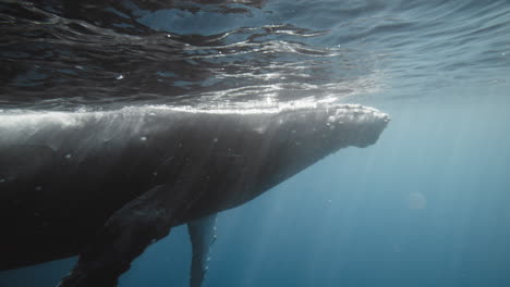 Large-Humpback-whale-brushes-up-against-surface-of-ocean-with-grey-reflection-in-water