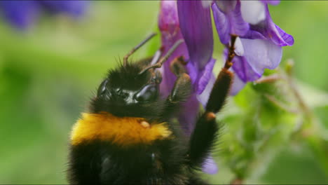 Bumblebee-looking-for-nectar