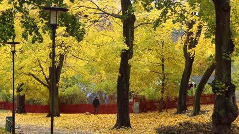 Old-man-and-small-dog-walk-through-leafy-park-in-autumn-in-Stockholm